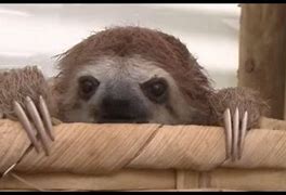 Image result for Baby Sloth Screaming