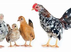 Image result for Serama Chicken Baby