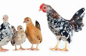 Image result for What Is a Serama Chicken