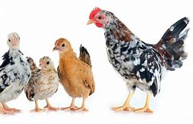 Image result for Serama Chicken Baby