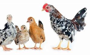 Image result for All-Black Serama Chicken