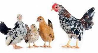 Image result for Serama Chicken Exchequer