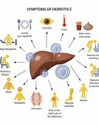 Image result for Liver