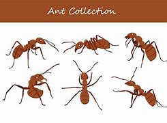 Image result for Beown Ants