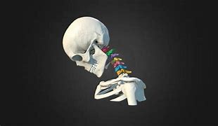 Image result for Animation of Neck Frame by Frame