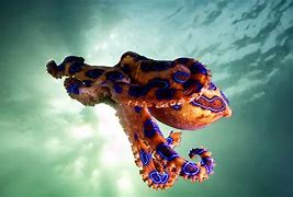 Image result for sea animals venomous