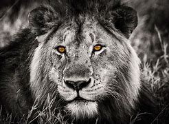 Image result for Black Mane Lion Wallpaper HD