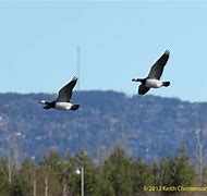 Image result for Barnacle Geese