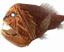 Image result for Oddity Fish