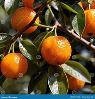 Image result for Where to Purchase Kumquat Fruit