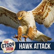 Image result for Shocked Hawk