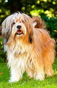 Image result for Tibetan Terrier Dog Breed