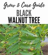 Image result for Walnut Tree ID