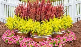 Image result for Barberry Orange Rocket 5 Gal