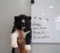 Image result for 2 Week Old Huskies