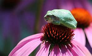 Image result for What Is a Flower Frog