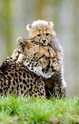 Image result for Baby Animal Hugables