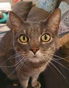 Image result for Cat Pain Grimace