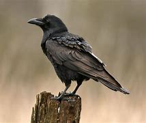 Image result for Pictures of Raven the Bird