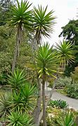 Image result for Yugao Plants