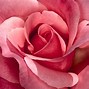 Image result for Pink Rare Flpwers