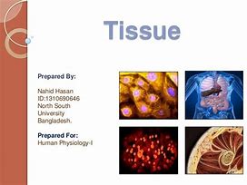 Image result for Human Tissue Acyt