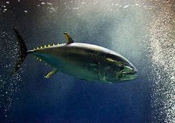 Image result for Bluefin Fish