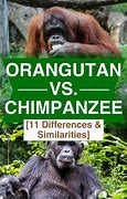 Image result for Chimpanzee vs Orangutan