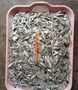 Image result for Chappal Fish