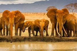 Image result for African Elephants in Wata