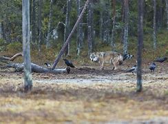 Image result for Wolves and Ravens