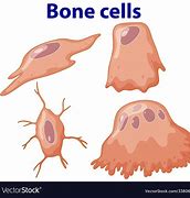 Image result for Layers of Bone Cells Simple