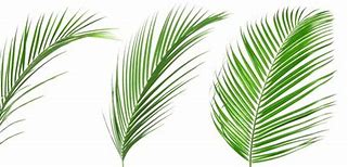 Image result for Coconut Leaf Kites