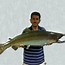 Image result for Fresh Chinook Salmon