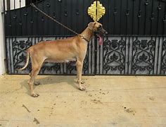 Image result for Great Dane Puppied