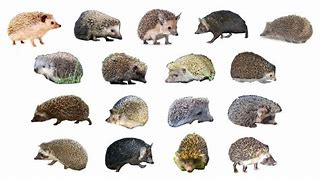 Image result for Hedgehog Ancestors