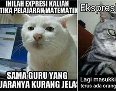 Image result for Kucing Kepala Botak Meme