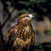 Image result for Human Hawk