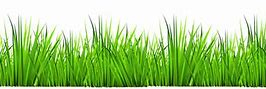 Image result for Baby Grass Clip Art