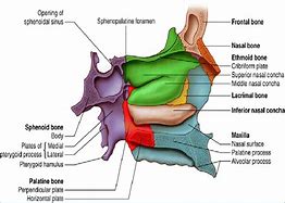 Image result for Sphenopalatine Foramen Radiology