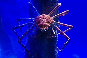 Image result for Japanese Spider Crab Meme