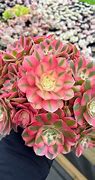 Image result for Rare Pink Succulent