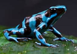 Image result for Hawaii Poison Dart Frog