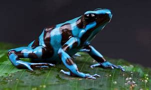 Image result for Poison Dart Frog Animal