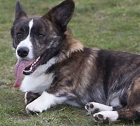 Image result for Corgis in Jeans