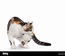 Image result for Motion Cat Wrld