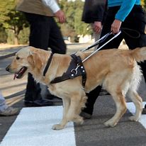 Image result for Guide Dog Artigue