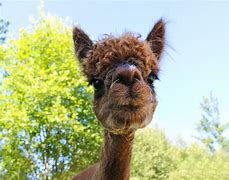 Image result for Alpaca Diet