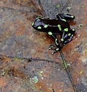 Image result for Orange and Black Poison Dart Frog