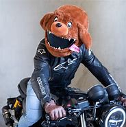 Image result for Dog Motorbike Helmet